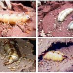 Termitele - fotografii, descriere muncitori, soldați și termitelor regina
