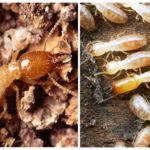 Termitele - fotografii, descriere muncitori, soldați și termitelor regina