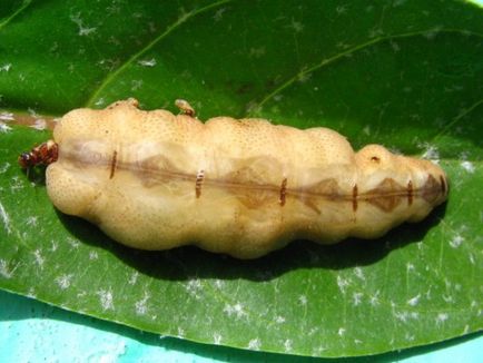 Termitele arata ca, stilul de viață, nutriție, reproducere, colonie de apărare
