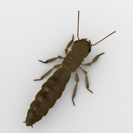 Termitele arata ca, stilul de viață, nutriție, reproducere, colonie de apărare