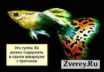 Tritons la păstrare acasă, hrănire, îngrijire, reproducere (la domiciliu) Tritons la păstrarea acasă, hrănire, îngrijire, reproducere