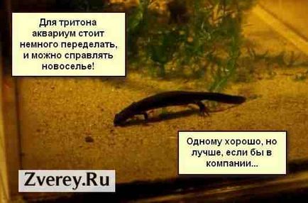 Tritons la păstrare acasă, hrănire, îngrijire, reproducere (tritoni la domiciliu) Tritons la păstrarea acasă, hrănire, îngrijire, reproducere