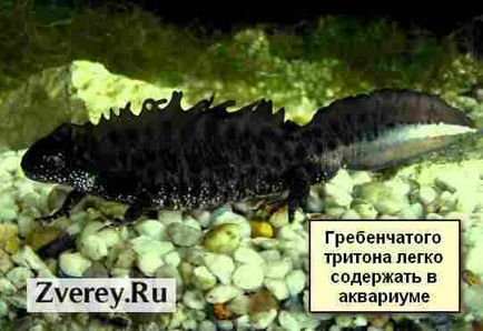 Tritons la păstrare acasă, hrănire, îngrijire, reproducere (tritoni în casă) Tritons la păstrarea acasă, hrănire, îngrijire, reproducere