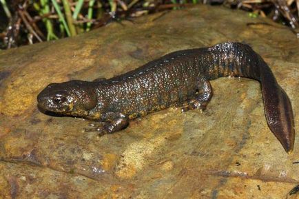 Triton - o descriere, specie care trăiește, ceea ce mănâncă, fotografii