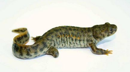 Triton - o descriere, specie care trăiește, ceea ce mănâncă, fotografii