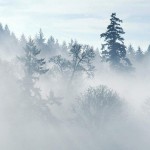 Descriere Fog, cauze, tipuri (foto) (picaturi mai mari) Descriere Fog, cauze, tipuri (fotografii)