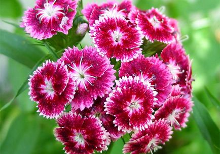 William dulce fotografie, plantare, cultivare, îngrijire
