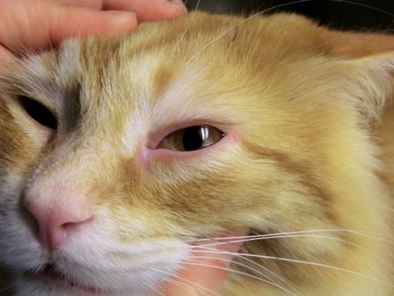 Pisica umflat ochii cauzele principale și de prim ajutor