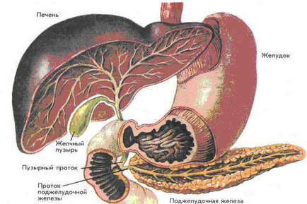 Sigilarea pancreas și ficat (pereți, structuri, stromă tesut) - cauze si tratament (ficat) Sigilarea pancreas și ficat (pereți, structuri, stromă tesut) - cauze si tratament