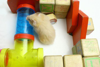 Grija pentru hamsteri la domiciliu (hamsteri) Grija pentru hamsteri la domiciliu