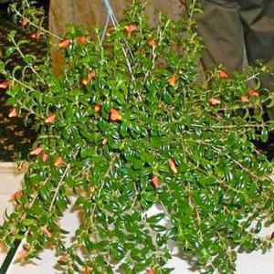 Aflați mai multe despre regulile de reproducție nematanthus și îngrijirii (nematanthus) Aflați mai multe despre regulile de reproducție nematanthus și îngrijirii