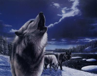 Aflați de ce lupi urla la luna într-adevăr