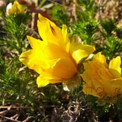 flori de primăvară (Crocus) grădină de flori de primăvară