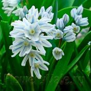 flori de primăvară (erantis) grădină de flori de primăvară