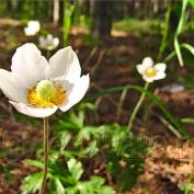 flori de primăvară (vulgaris hepatica) grădină de flori de primăvară