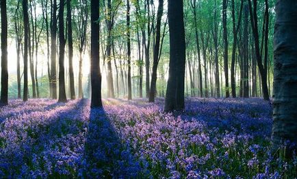 Spring - trezirea si iubirea (trezirea) De primăvară - trezirea și dragoste