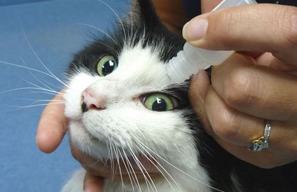 secreții oculare la pisici cauze posibile si tratament