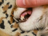 Pierderea dintilor la pisici