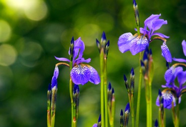 Cultivarea iris, flori de plantare și îngrijire de iris, flori preferate