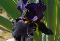 iris gradina Cultivare (45 imagini) din semințe în câmp deschis, în țară, descrierea de clasă, de aterizare