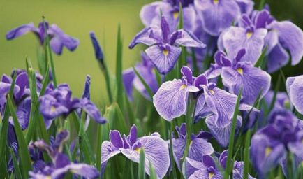 iris gradina Cultivare (45 imagini) din semințe în câmp deschis, în țară, descrierea de clasă, de aterizare