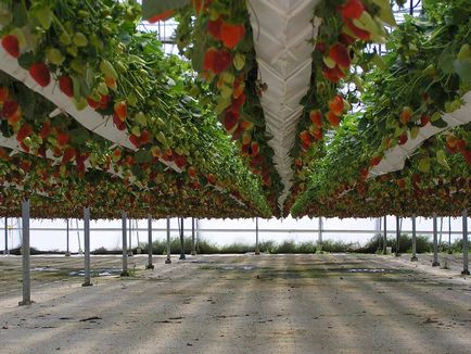 Cultivarea căpșuni în sere să crească ca polenizarea fragi, video mai bună, ca policarbonatul