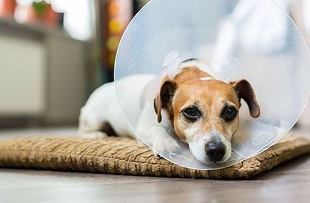 Guler - protecție pentru câini face cu mâinile lor - dogcollar - muniție și accesorii pentru câini (do) Guler - protecție pentru câini face cu mâinile lor - dogcollar - muniție și accesorii pentru câini
