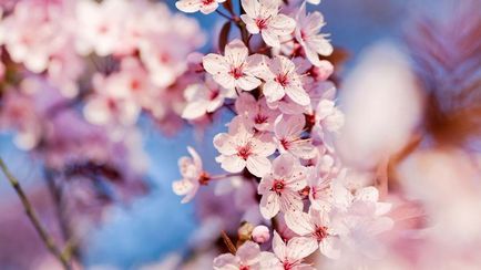 Cherry Blossom Timpul