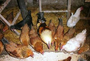 Producția de ouă de stabilire caracteristici ouătoare și modalități de creștere (extinde) Producția de ouă de stabilire caracteristici și metode de creștere găini