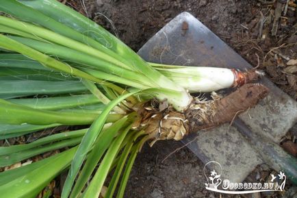grădină Jukka - secretele de înflorire, reguli de plantare, îngrijire, tăiere (Yucca) Jukka gradina - secretele de înflorire, plantare reguli, îngrijire, tăierea