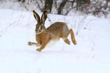 Hare în timpul iernii - bucle de vânătoare și capcane cum să vâna iepuri de câmp și iepurele