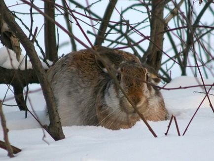 Hare în timpul iernii - bucle de vânătoare și capcane cum să vâna iepuri de câmp și iepurele