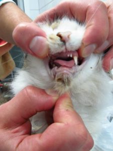Dinți de pisici adulte ca vârste diferite lor, cum să aibă grijă de dinții la pisica, de ce animalul