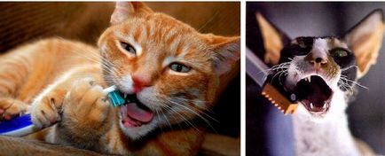 Dinți de pisici adulte ca vârste diferite lor, cum să aibă grijă de dinții la pisica, de ce animalul