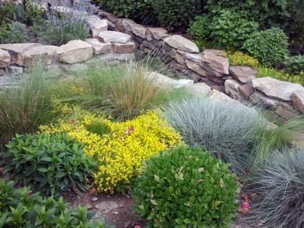 10 plante ideale pentru decorarea gradina