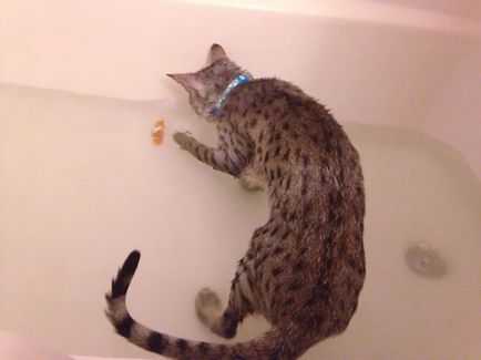 26 pisici haioase care iubesc să înoate