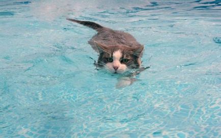 26 pisici haioase care iubesc să înoate