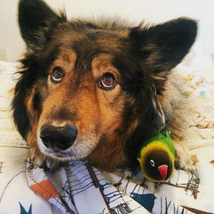 6 ani plimbari cu păsări pe un câine, și de ședere temporară
