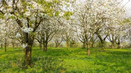 7 Cele mai importante întrebări cu privire la cultivarea de cireșe
