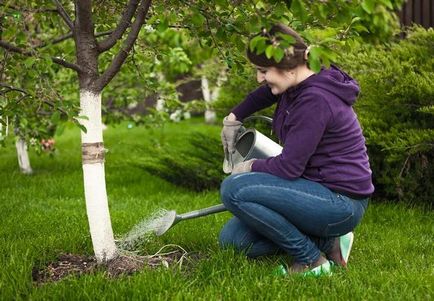 7 Cele mai importante întrebări cu privire la cultivarea de cireșe