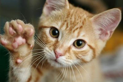 7 lucruri pe care le poate învăța o pisică obișnuită