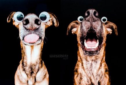 Și eu ce să fac pe pământ, Dumnezeu (fotografii de câine) Și eu ce să fac pe pământ, Dumnezeu
