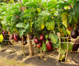 cultivarea Echipamente agricole de vinete - lumea împreună