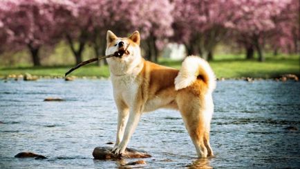 Akita Inu câine fotografie, pret, descriere rasa, caracter, video - watchdog meu