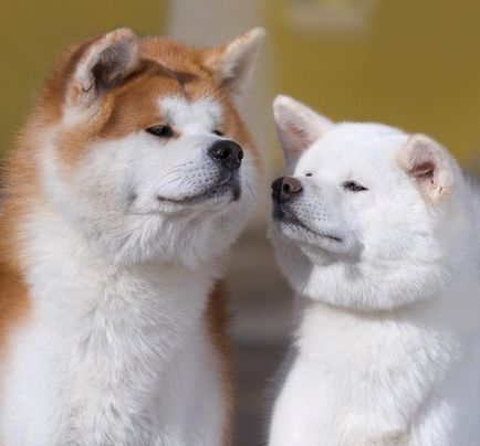 Akita Inu câine fotografie, pret, descriere rasa, caracter, video - watchdog meu