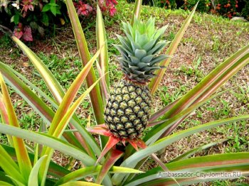 Descriere Ananas, proprietăți și depozitare utile, cum să mănânce ananas