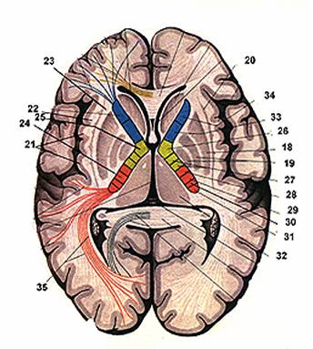 Creier anatomie 2