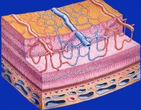 Retiniana angiopatie - tipuri, cauze, simptome, diagnostic si metode de tratament