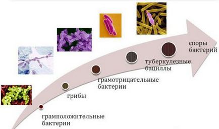 Antibioticele în inflamarea rinichilor și a vezicii urinare comprimate