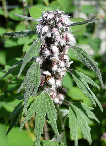 Aritmia puls rapid - tratament al inimii (aritmie) Aritmia puls rapid - tratamentul inimii
